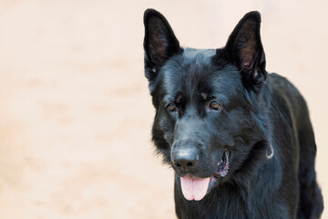 Portrait of a black German Shepherd dog on a sandy background