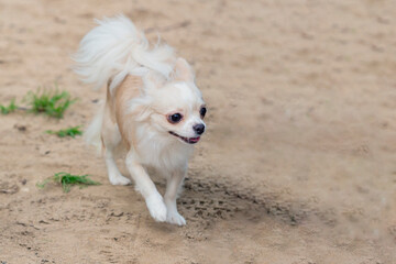 Funny little chihuahua dog playing on a sandy field