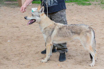 Handler demonstrating Czechoslovakian wolfdog at a dog show