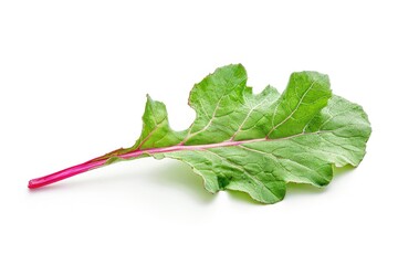 A single leaf with a bright pink stem on a white background