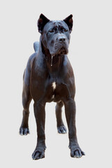 Portrait of a Cane Corso dog on a sandy background. Close-up. Full height
