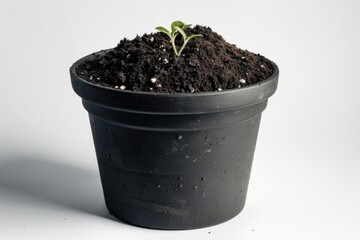 A small plant sits in a black pot on a white surface, ready for display