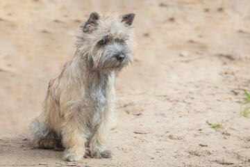 Dog breed Norwich Terrier close-up on a sandy background