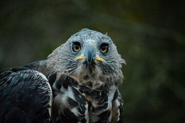 hawk eye shot