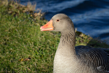 goose close up