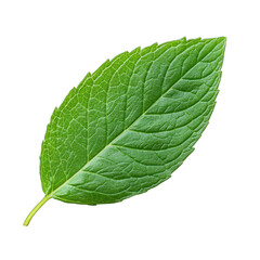 Obraz premium A vibrant green leaf showcasing intricate veins and a fresh look, perfect for nature and botanical-themed projects. transparent background