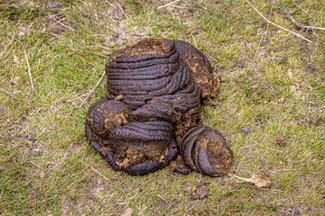 A large cow pat in the countryside