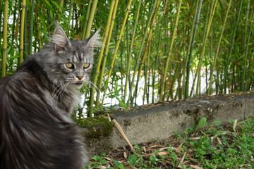 Cute grey cat Main Coon sitting on background of bamboo