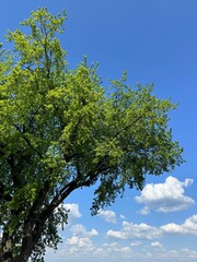 Tree green leaves and sky clouds