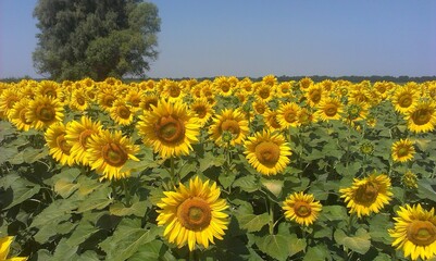 Vast field of sunflowers in full bloom under a clear blue sky..Sunflower Field Landscape