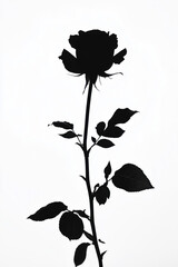 black and white rose