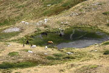 Horses Drinking on Baba Mountain in the Pelister National Park in North Macedonia