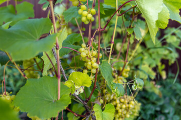 Bunches of grapes. Growing grapes