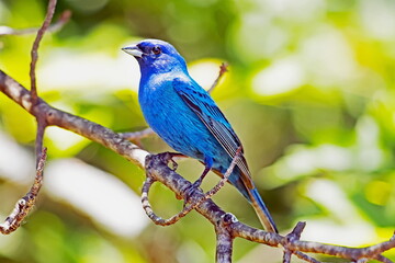 Indigo Bunting