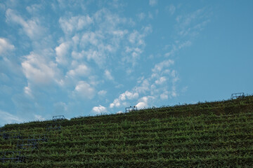 Obraz premium Close up detail of green sustainable facade with step of plant wall cover the building at Kö-Bogen 2 in Düsseldorf, Germany against blue sky. Architectural Geometry green elements background.