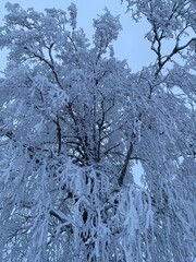 Frosted branches