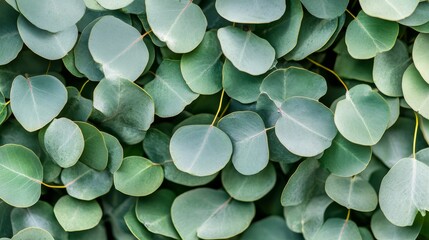 Eucalyptus leaves hanging banner frame with ad text place background 