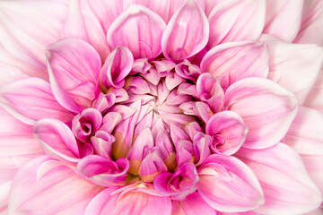 Full frame close up artsy, whimsical, soft, pink dahlia flower with selective focus. 