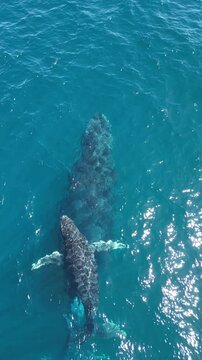 BALLENA JOROBADA CON CRIA