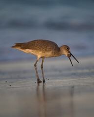 Eastern Willet