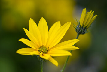 hybrid sunflower close-up, yellow flower, yellow flowers with green background, Sunflower