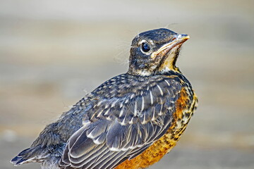 Baby Robin