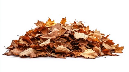 Pile of autumn fall colorful leaves isolated on white background 