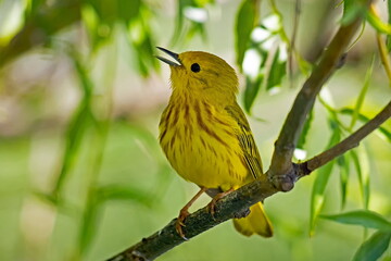 Yellow Warbler