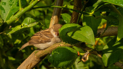 A young sparrow hides from the rain beneath a green lime tree, seeking shelter from the downpour. This cozy scene captures the bird's instinct to find safety in nature during a rainy moment.