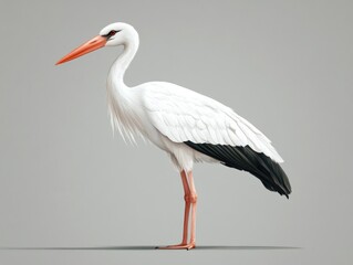 Obraz premium White Stork Standing