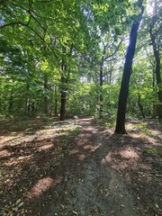 Path with sunlight in the Plänterwald Forest in Berlin Treptow