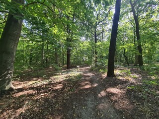 Path with sunlight in the Plänterwald Forest in Berlin Treptow