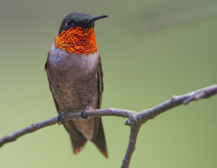 Ruby Throated Hummingbird