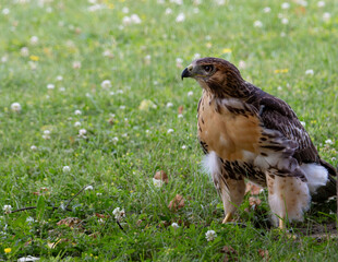 Red Tailed Hawk