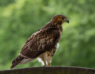 Red Tailed Hawk