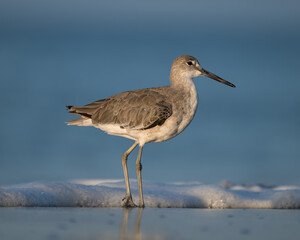 Eastern Willet
