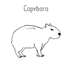 Cute Capybara in sketch style, the largest rodent, inhabiting river banks in Central and South America