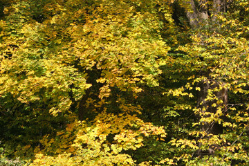 Autumn yellow trees in a forest on a sunny day. Autumn natural environment, woods, park, countryside. Sunny scenery background, foliage texture
