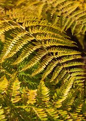 Yellow tsetse fern. Autumn colors.