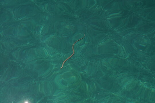 Dice Snake (Natrix tessellata) aka Water Snake in Lake Ohrid, North Macedonia