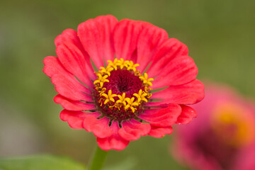 Close-up garden zinnia, details of a zinnia, close-up pink flower, pink petals, yellow pollen pistils, yellow pollen dust
