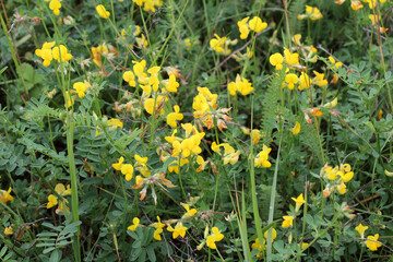 Lotus corniculatus grows among the grasses in the meadow