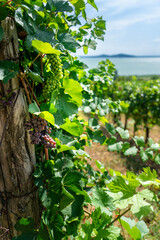 wine grape on field with beautiful lake Balaton view