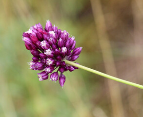 Flowering of wild onion in nature