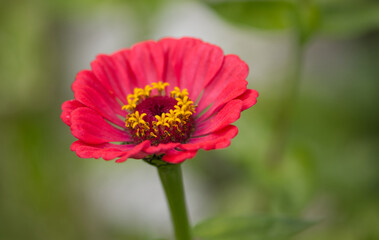 details of a zinnia, close-up pink flower, pink petals, Close-up garden zinnia, yellow pollen pistils, yellow pollen dust, pink petals, red petal