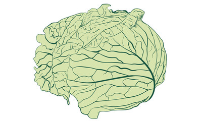 Green cabbage graphic print design. 