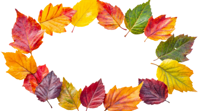 Autumn Leaves Border Frame with Transparent Background