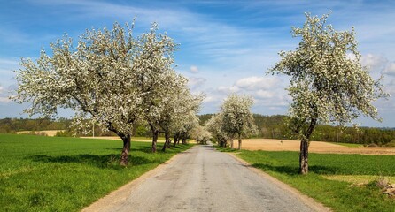 road and a blossoming apple tree alley avenue