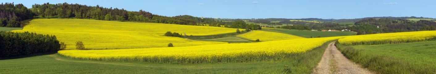 Field of rapeseed, canola or colza, brassica napus