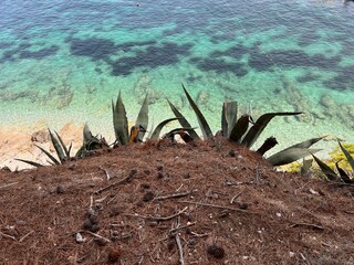 cactus in the water © Kosti